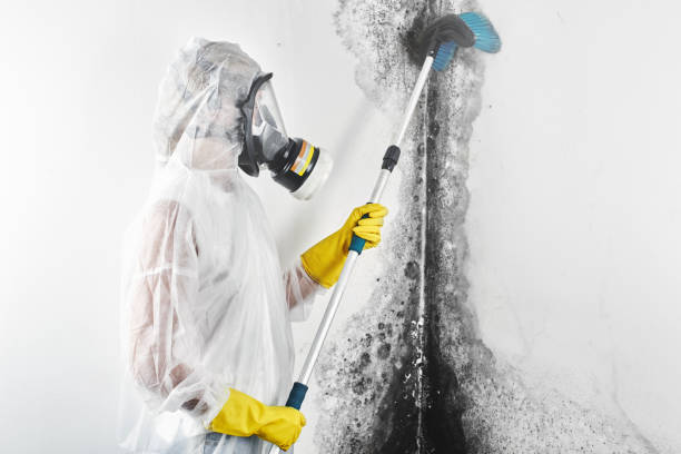 Best Mold Odor Removal Services  in , MD