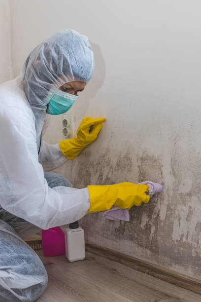 Best Environmental Consulting for Mold Prevention  in , MD